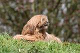 LHASSA APSO 230